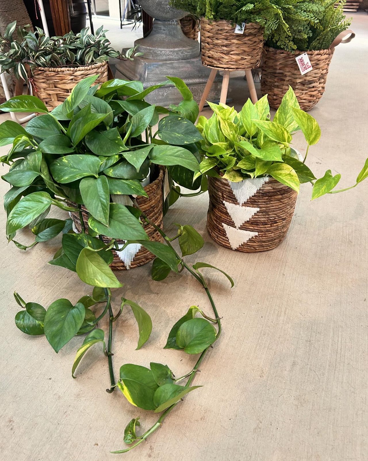 Plant Styling